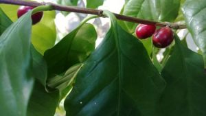 coffee tree branch with fruit 300x169 - coffee-tree-branch-with-fruit