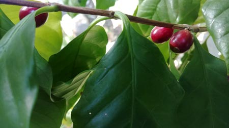 coffee tree branch with fruit - Process