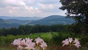 mountain view with pink flowers in the foreground 300x169 - mountain-view-with-pink-flowers-in-the-foreground