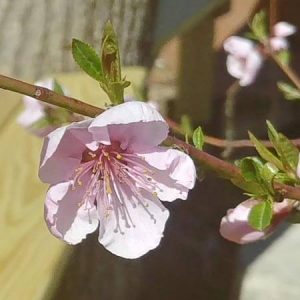 pink flower blossom on a tree branch 300x300 - pink-flower-blossom-on-a-tree-branch
