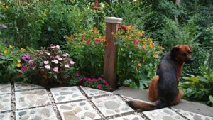 stone patio with many blooming flowers and a dog 300x169 - stone-patio-with-many-blooming-flowers-and-a-dog